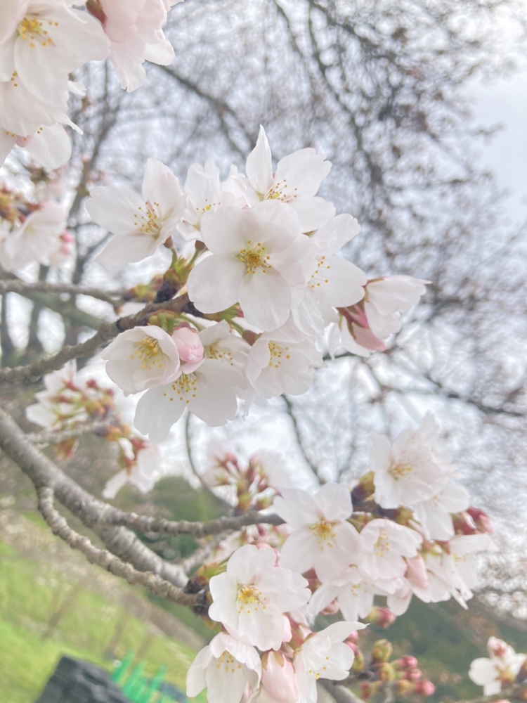 桜の季節になりましたね🌸🌸