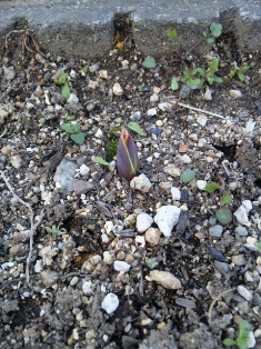 とうとう芽が！！