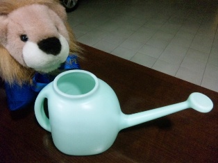 とうとう芽が！！