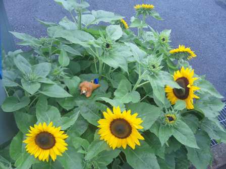 チューリップのその後・・・