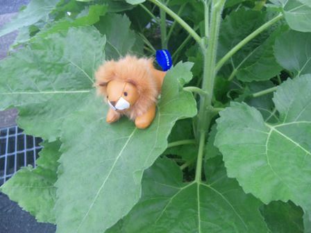 チューリップのその後・・・