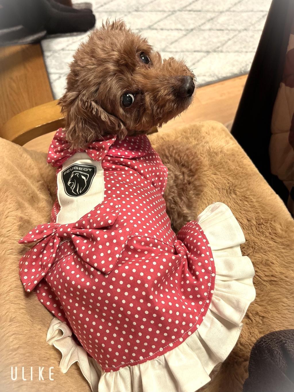 【 PEUGEOT 208 Allure 】 ご納車いただきありがとうございました🌼