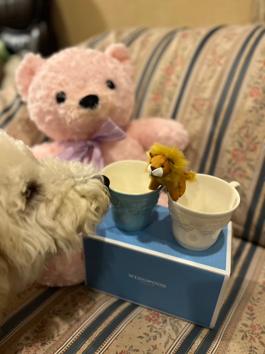 大怪獣くるみんとイチゴに釘付け茶々丸🍓