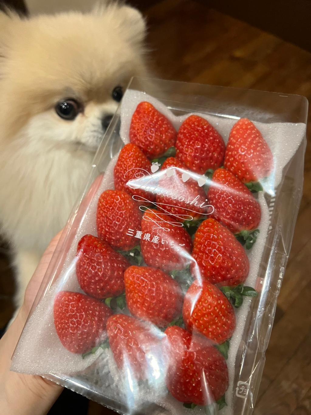大怪獣くるみんとイチゴに釘付け茶々丸🍓