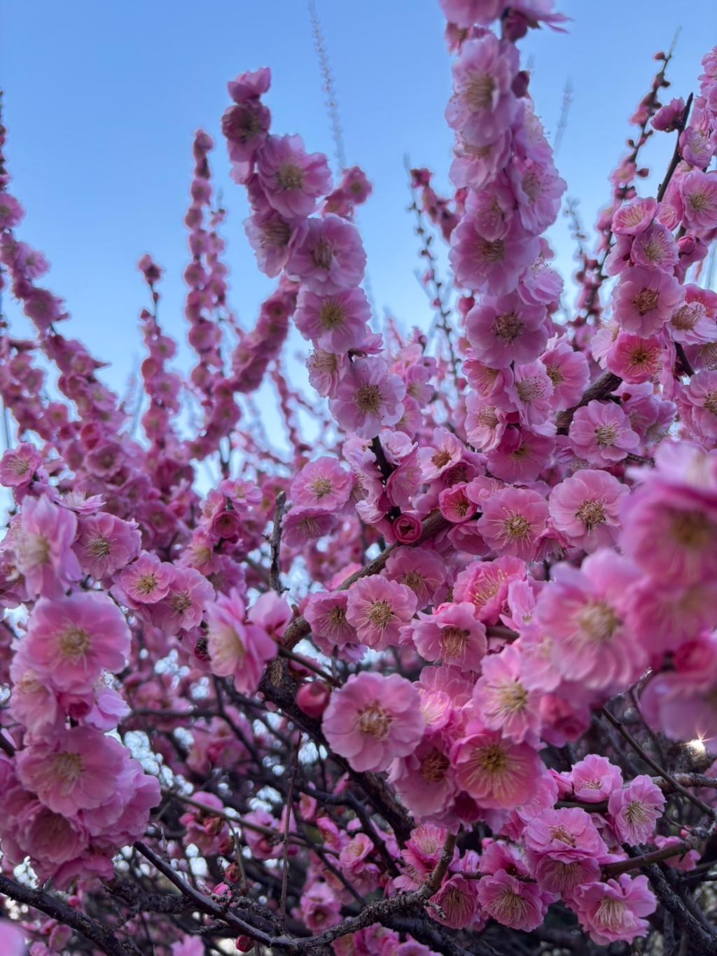 梅を堪能してきました✨