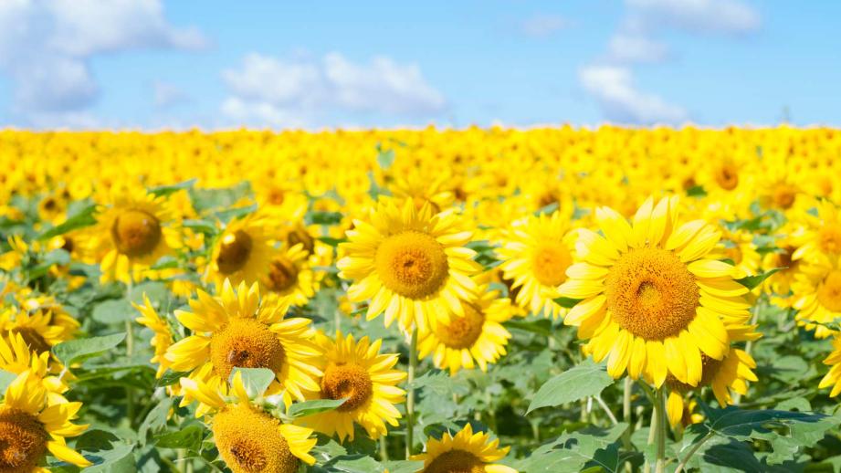 明日から2日間定休日となります🦁