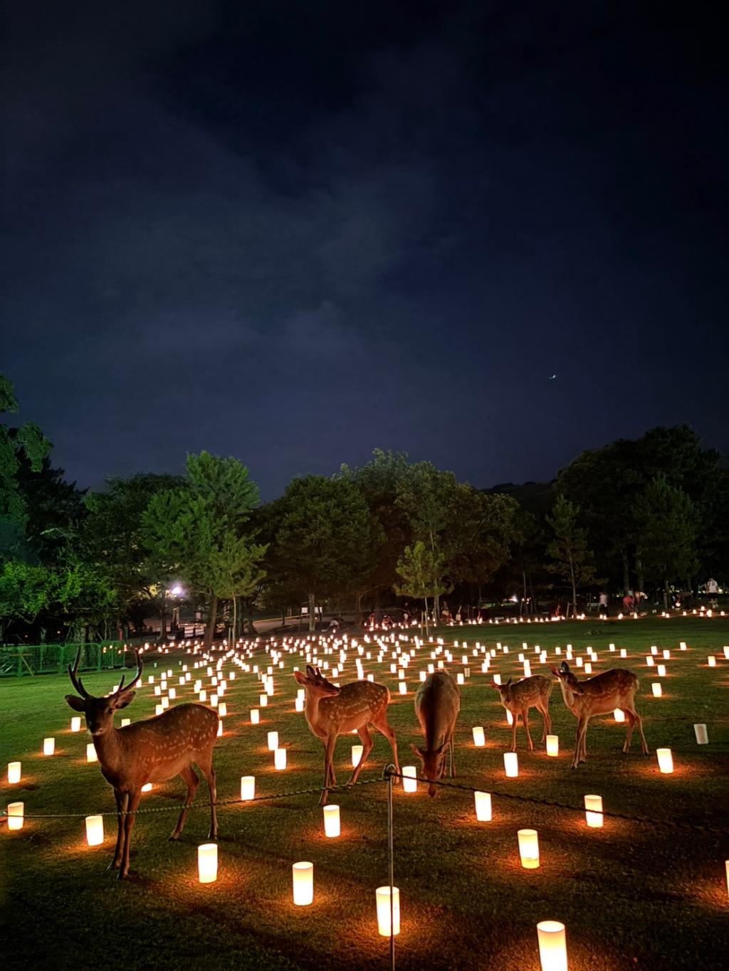 今週末はPEUGEOT奈良で特別試乗会開催⭐⭐