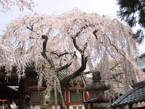 奈良の名所。