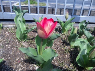 ついに咲きました♪