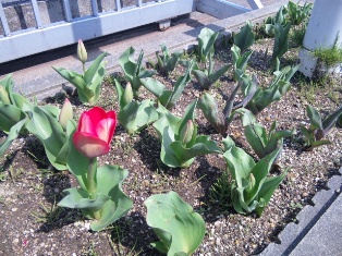 ついに咲きました♪