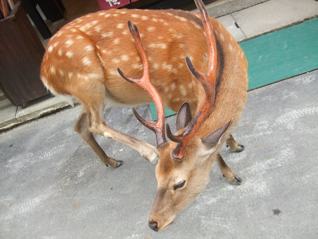 2010 FIFAワールドカップ 　南アフリカ 