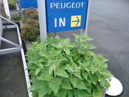 チューリップのその後・・・