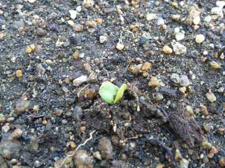 チューリップのその後・・・