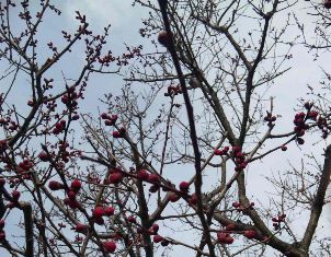 春がもうすぐ♪