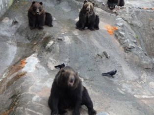 北海道旅行～登別クマ牧場～