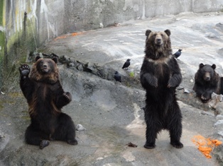 北海道旅行～登別クマ牧場～