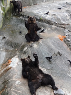 北海道旅行～登別クマ牧場～