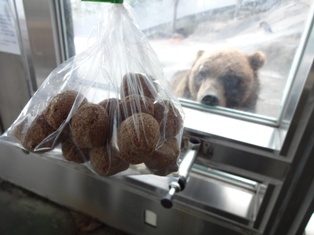北海道旅行～登別クマ牧場～