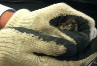 工場にかわいいお客様♪