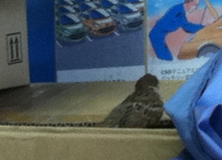 工場にかわいいお客様♪