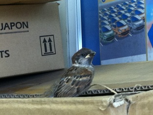 工場にかわいいお客様♪