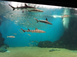 今回の水族館は…