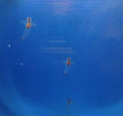 今回の水族館は…