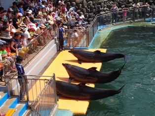 今回の水族館は…