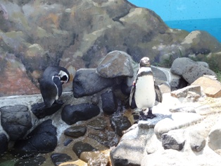 今回の水族館は…