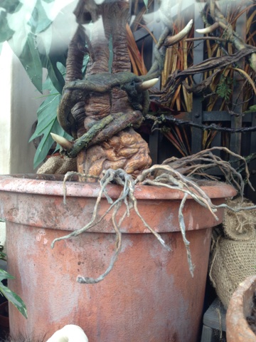 ハリーポッター♪