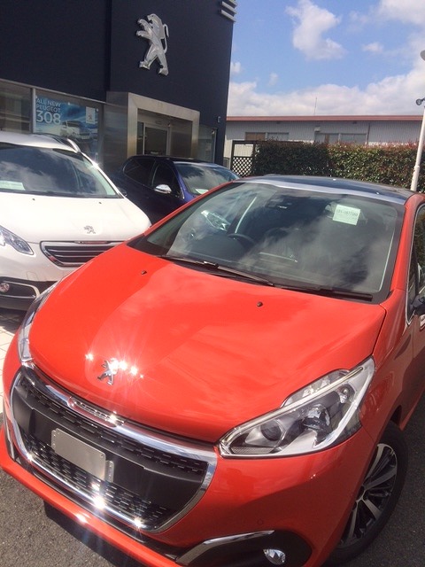 208 オレンジパワー入荷