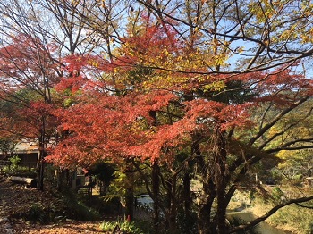 今回は京抹茶です！