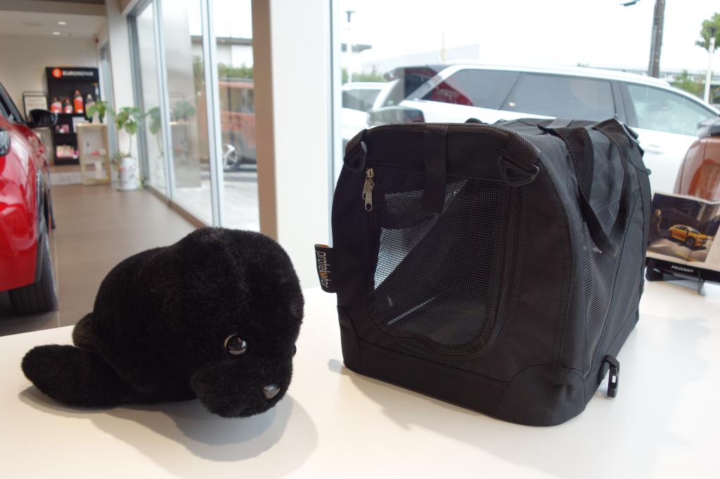 アルパカダービーにとっても興味あります🐑