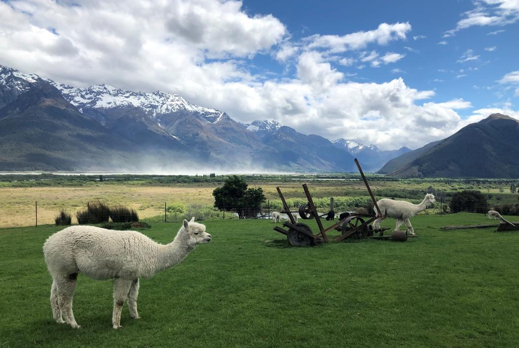 アルパカダービーにとっても興味あります🐑