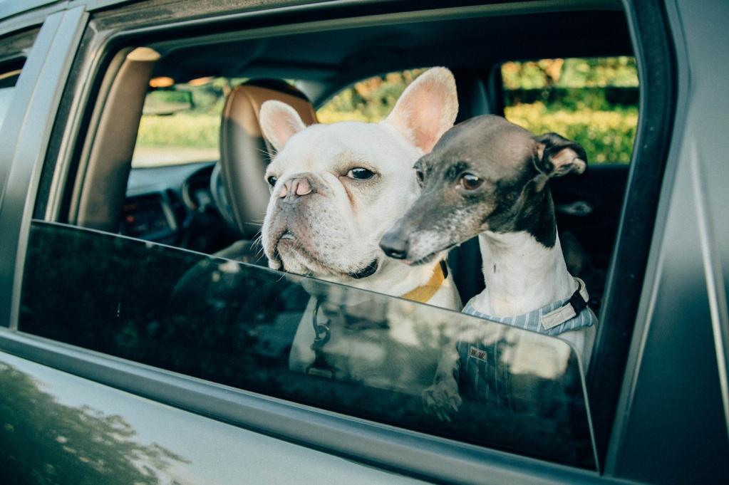 ペットシートカバーのご紹介🐶