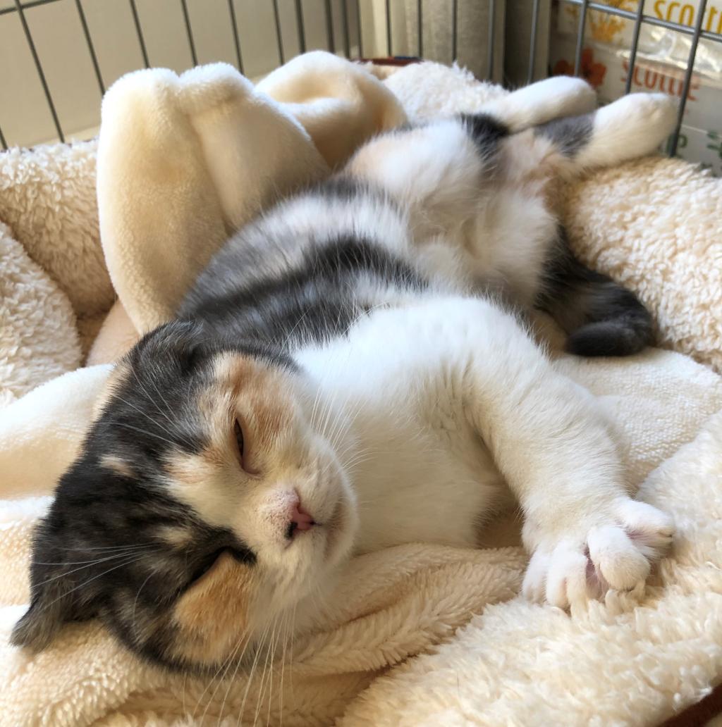 今日は「ダブルにゃんにゃんの日」だそうです🐈