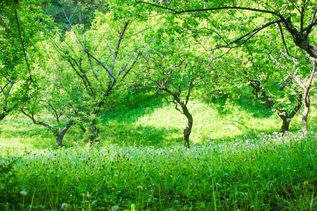  4月29日『 昭和の日 』は３回名前が変わったのをご存じですか？