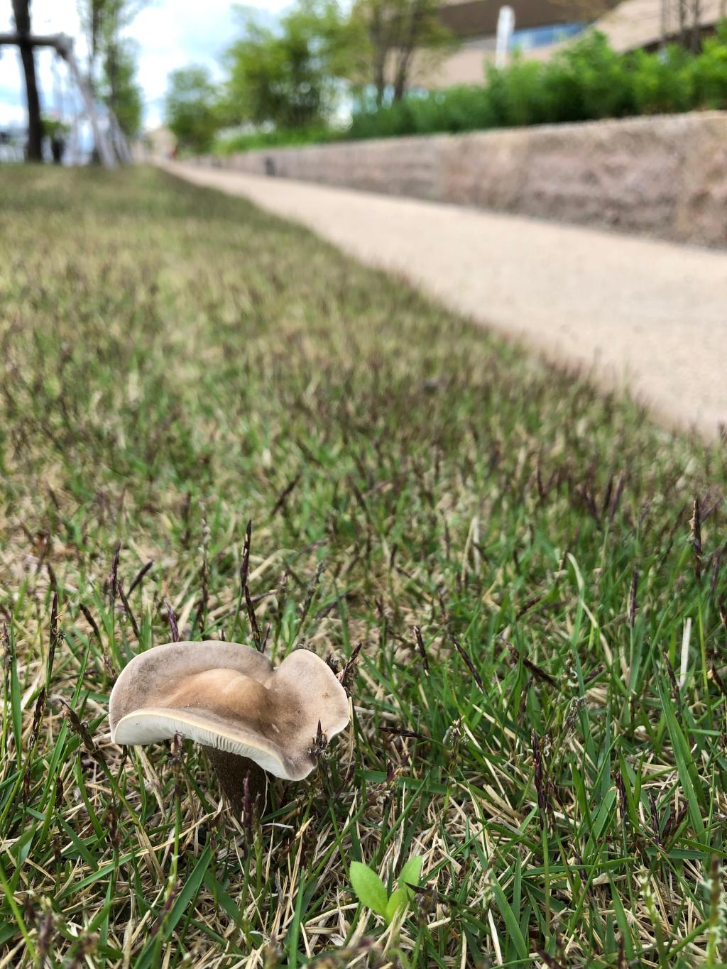 きのこを発見🍄