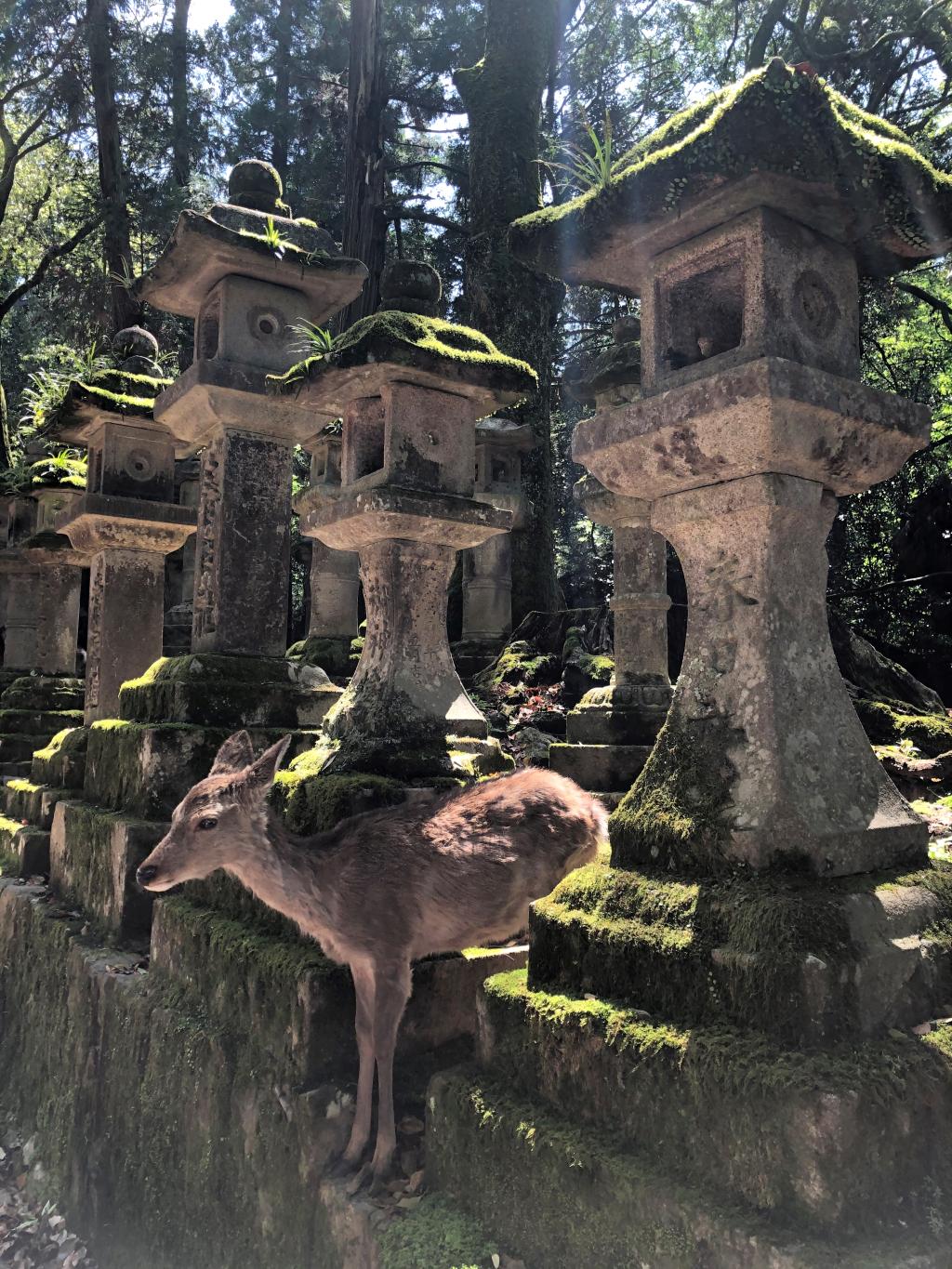 奈良公園の鹿には「公園ジカ」と「若草山のシカ」の2タイプがいるそうです🦌