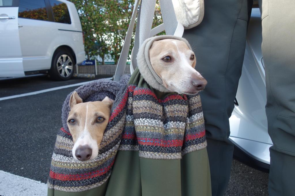 完全防寒⛄ワンちゃん達のご来店です🐶