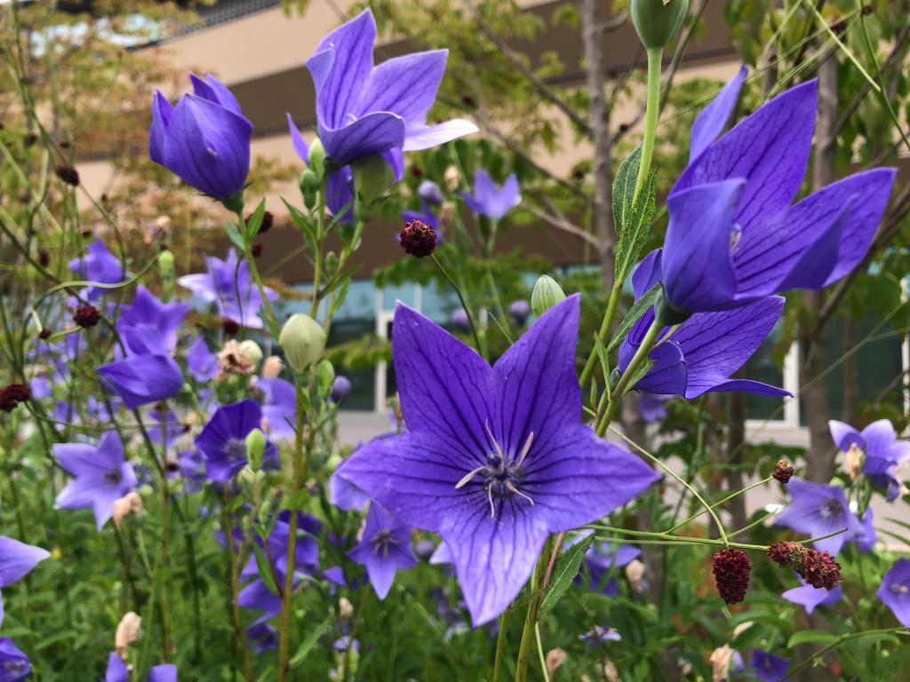 カラフルなお花が咲く季節🌹🌻
