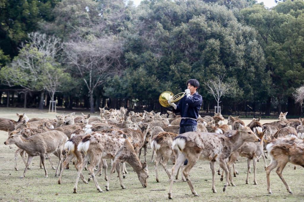 鹿さんが大集合🦌🦌🦌🦌🦌🦌🦌🦌🦌🦌