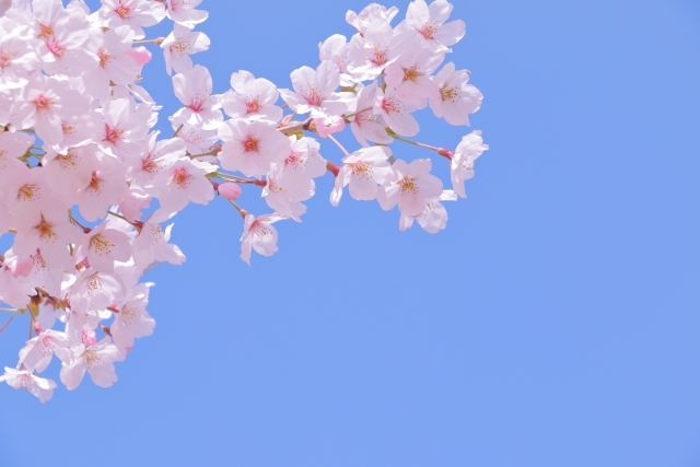 本日より郡山城で『お城まつり』が開催されます🌸🌸✨