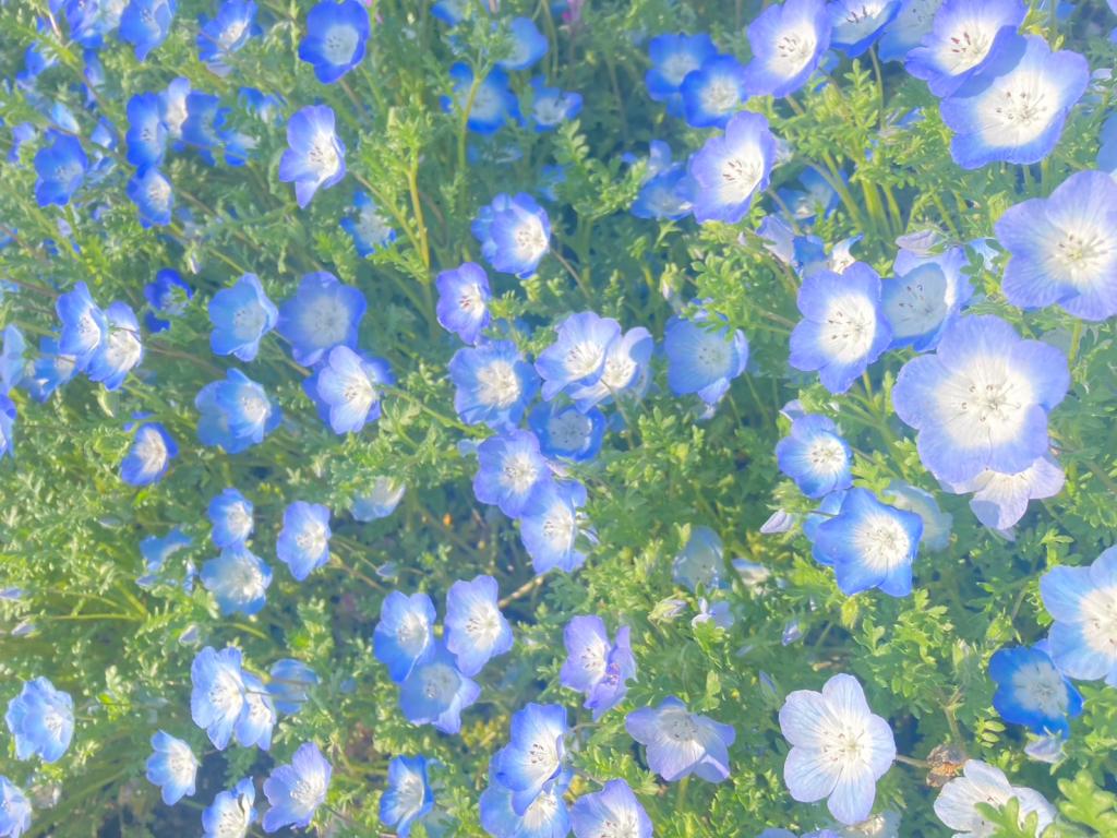 将来はお花に囲まれて過ごしたいですね🌷🤭