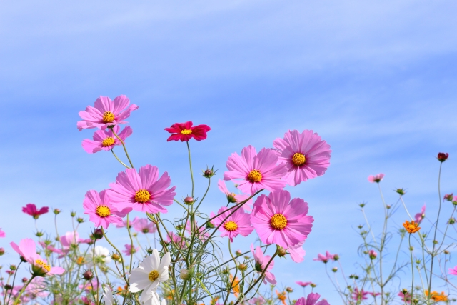 明日から2日間定休日となります🦁