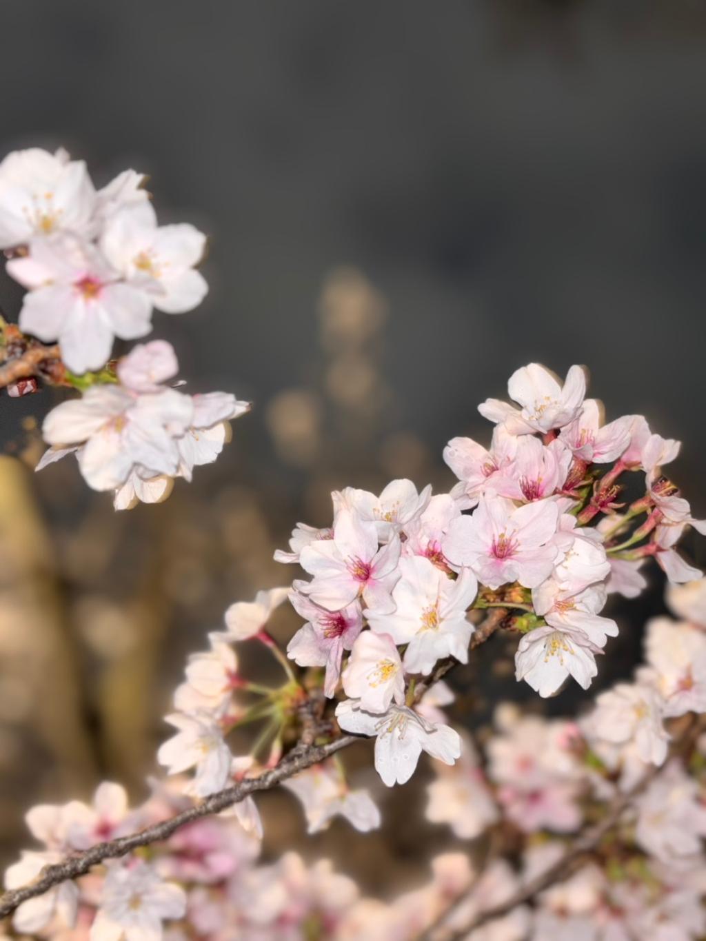 夜桜へ行って参りました🌸🌸