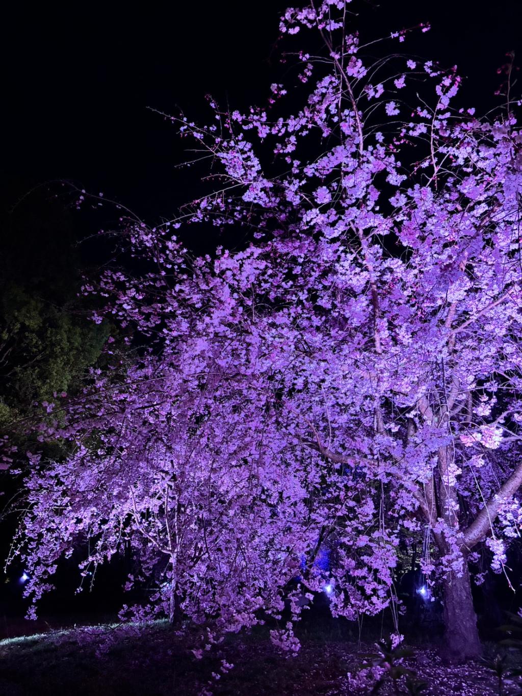 明日から2日間定休日となります🦁